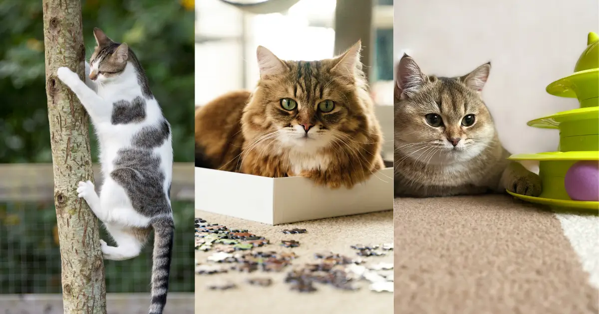 A cat's play area with climbing trees, interactive toys, and puzzle feeders for environmental enrichment.
